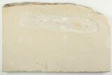 Cretaceous Fossil Soft Bodied Squid - Hjoula, Lebanon #201375-1